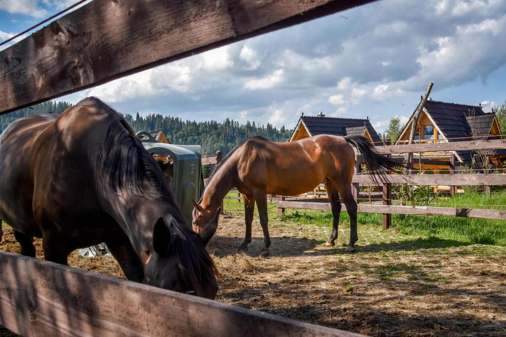 Domek alpejski Gazdowka Na Brzyzku *